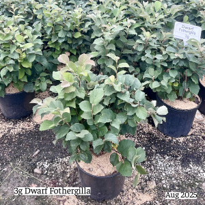 August 2025 3g Dwarf Fothergilla Group Website